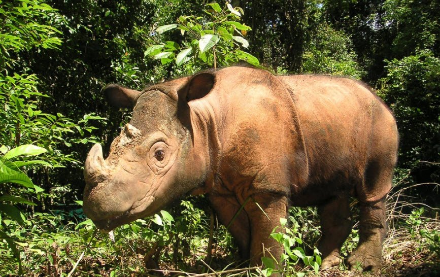 Way Kambas National Park, Lampung, Sumatra, Indonesia